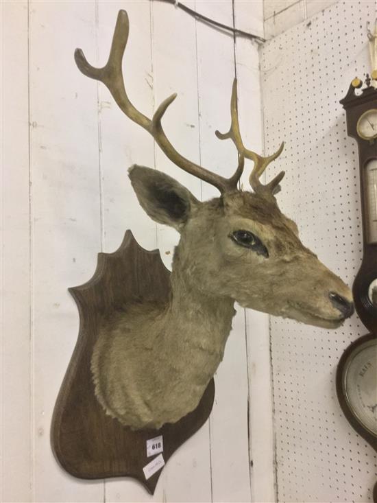 Taxidermic stag(-)